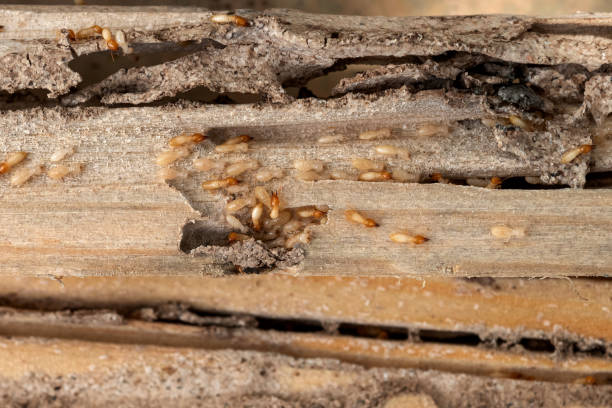Best Exterminator Services  in Troy, TN